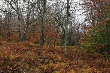 Bare trees in the winter season 