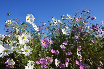 Cosmos flowers are an autumn tradition in Japan. It is a wonderful season when cosmos sways in the autumn breeze against the blue sky. 