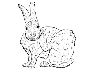 European Hare Itches Realistic Illustration. Vector illustration