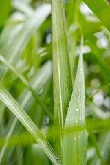 Fototapeta premium Dark green luscious long leaves with water droplets and shallow focus