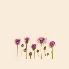 Natural summer composition from wild flowers thorn thistle or burdock on pastel beige background. Aesthetic nature.