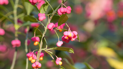 Pink fruit on european or common spindle tree