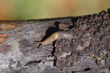 Close up Brown field slug (Deroceras invadens) on a decayed branch. Family Agriolimacidae. Dutch garden, Autumn, October, Netherlands