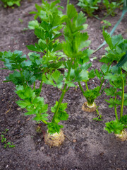 vegetables growing in the garden