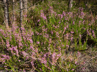 flowers in the forest
heather