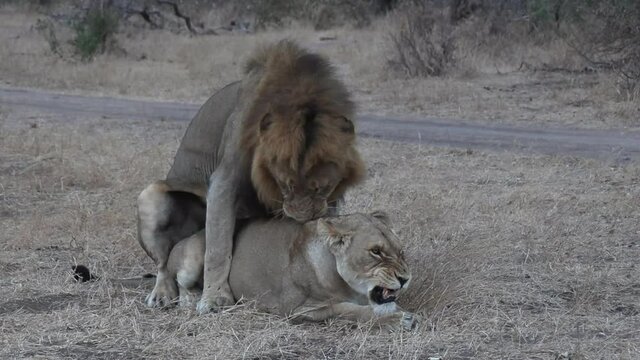 Lions mating then the lioness rolls over to assist with ovulation.