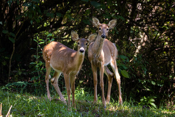 Young Deer