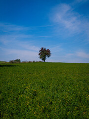 tree in the middle of the field