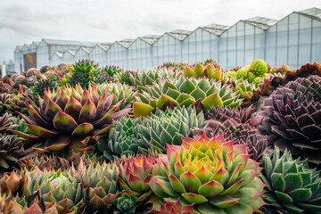 Fototapeta premium Succulents: colorful houseleeks (Sempervivum) on a plant nursery with greenhouses in the background. Focus on the middle plants.