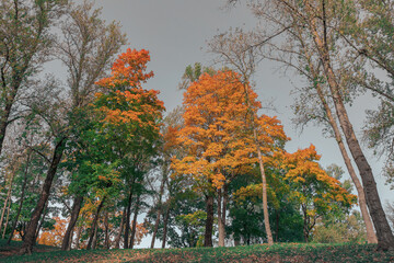 View of the trees in autumn. Trees with green and orange-yellow leaves. In the autumn forest