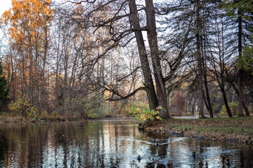 autumn trees in the park with lake
