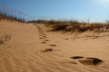 Trail of footprints on sand in desert © New Africa