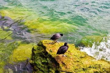 Coots of Lake Garda (Fulica atra) limone sul garda italy