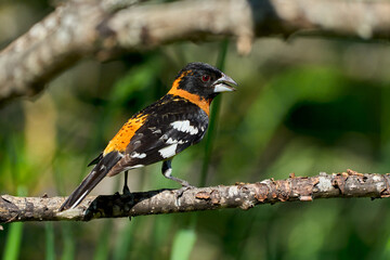 Black-headed Grosbeak perched on a branch 