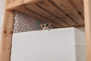 Cute little Sugar glider pop her head up out of the box with curiosity.