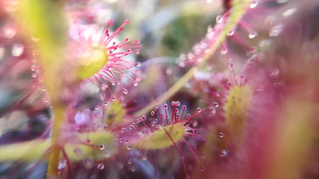 sundew macro