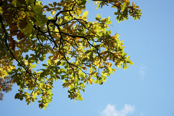 oak leaves against the blue sky in autumn