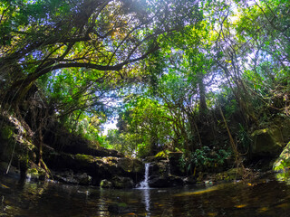 View of a small spring hidden in a dark forest located in Mauritius