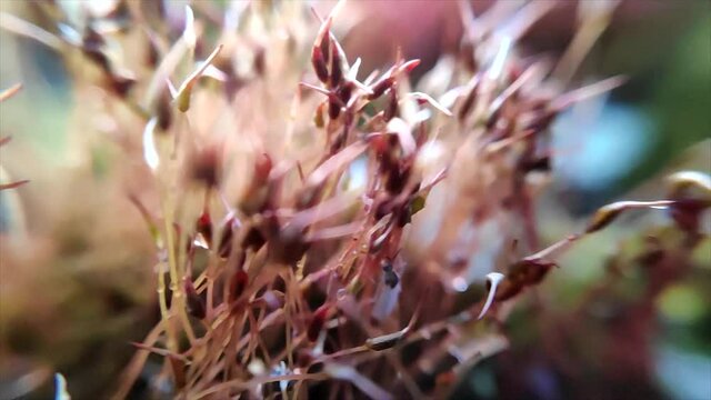 Polytrichum plant macro panorama