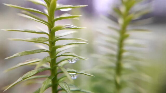 Polytrichum plant macro panorama
