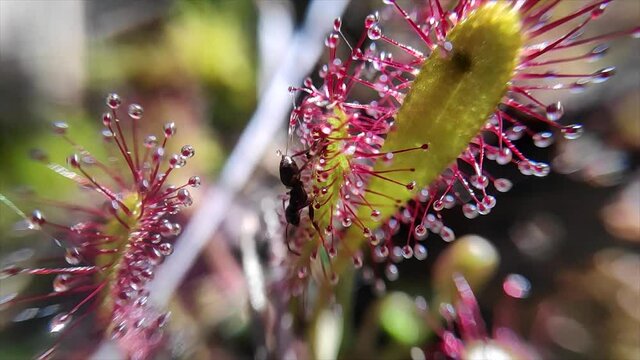 ant catched by sundew slowmotion
