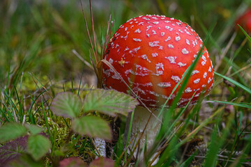 fly agaric mushroom