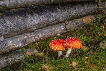 fly agaric mushroom