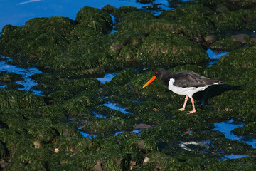 Common oystercatcher