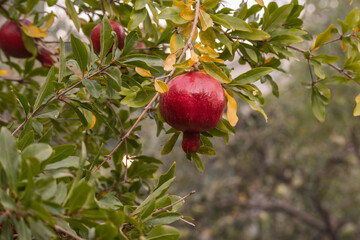 Red pomegranate growing on a tree. Close up