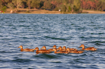Group of a Mallard or Wild Duck Anas platyrhynchos