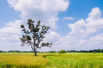 Fototapeta na wymiar Paddy field or rice field and big stand alone tree with white clouds and clear blue bright sky background with copy space