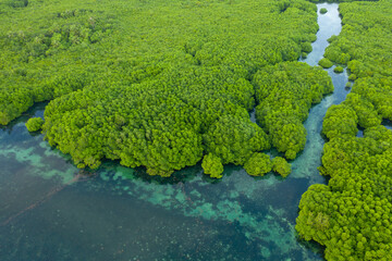 Anavilhanas archipelago, flooded amazonia forest in Negro River, Amazonas, Brazil. Aerial drone view.