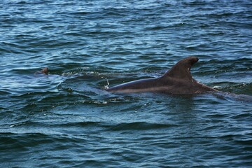 Delfin in der Lagunge von Walvisbay.