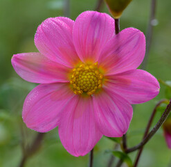 Obraz premium Dahlia