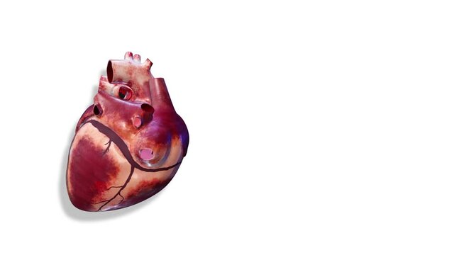 Heart, internal organs 3D render, anatomy of the human body, white background with luma matte for transparency.