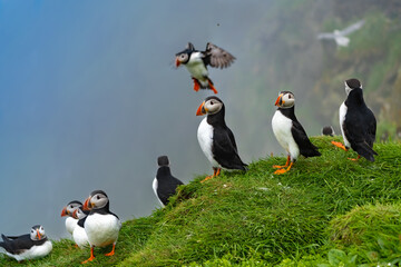 Stunning shots of Atlantic puffins in flight landing on and taking off from  the cliffs of the Mykines Island, Faroe Islands