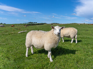 Friendly and curious sheep on the grass fields along the famous the North Sea Road, near Stavanger,...