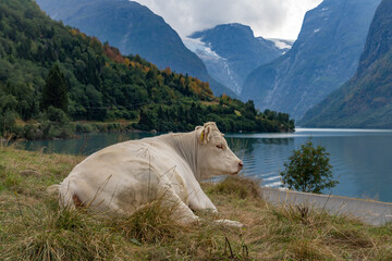 A cow rests among the stunning views of the Lovatnet (Loenvatnet) lake, Stryn, Vestland, Norway. 