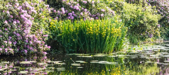 Foto op Canvas yellow iris and purple rhododendron reflect in water © Chris Willemsen 