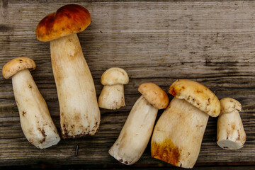 Freshly picked porcini mushrooms on rustic wooden table. Top view