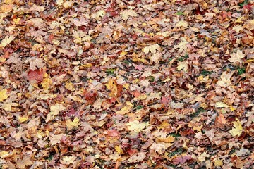autumn leaves background