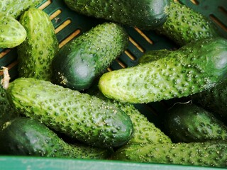 Gurkenkiste auf dem Markt