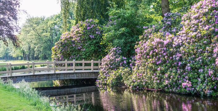 rhododendrons and wooden bridge in park