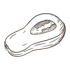 Line Art Butternut Squash Piece Illustration. Autumn pumpkin Icon. Fresh gourd sketch. Element for autumn decorative design, halloween invitation, harvest, sticker, print, logo, menu, recipe.pumpkin