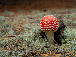 A beautiful mushroom grows in moss. Fly agaric 