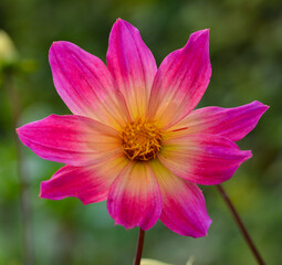 Fototapeta premium Dahlia