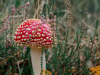 Beautiful fly agaric. Awesome nature