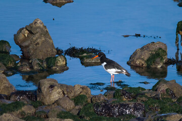 Common oystercatcher