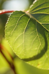 Closeup green apricot tree leaf on the branch in the sunny garden.