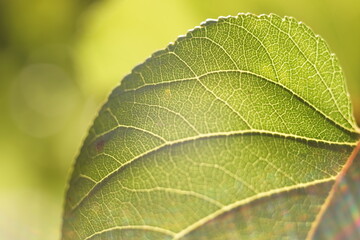 Obraz premium Green apricot tree leaf on the branch in the sunny garden. Macro view of an green leaf vith veins